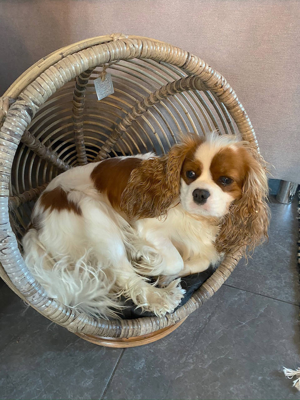 chien-corbeille